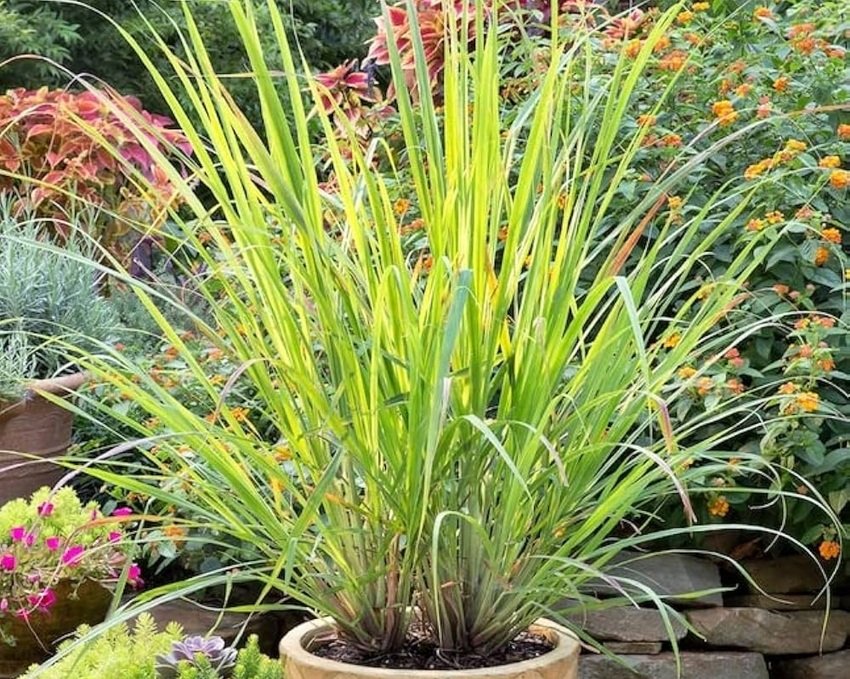 lemongrass