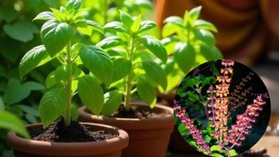 Best way to plant Tulsi at home | manjari se tulsi kaise ugaye | How To Grow Basil