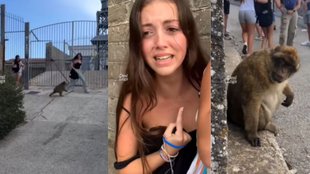 monkey Viral Video, Viral Video, Trending Video