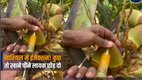 coconut, coconut water, naruyal pani