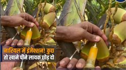 जान लेकर ही छोड़ोगे क्या! महिलाएं बाजार से नारियल पानी खरीदते समय बरतें सावधानी, Viral Video देख लगेगा जोर का झटका