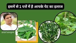 कब्ज से आ सकती है आंतों में सूजन, पाचन दुरुस्त करने के लिए तुलसी और करी पत्ता नहीं बल्कि इस 1 पत्ते को खाएं, आचार्य बालकृष्ण ने बताया इसे अमृत
