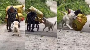 Dog, Viral Video, dog Viral Video