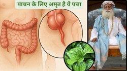 खाना खाते ही पेट में गैस के बुलबुले बनते हैं और खाना मुंह में वापस आता है, इस 1 पत्ते को चबा लें, खाया पिया तुरंत पचेगा और पाचन हो जाएगा ठीक