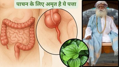 खाना खाते ही पेट में गैस के बुलबुले बनते हैं, इस 1 पत्ते को चबा लें, खाया पिया तुरंत पचेगा