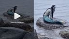 Viral video, real mermaid video, hunters trapped mermaid