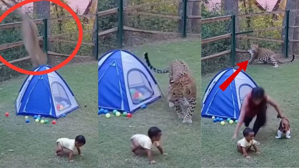 Viral animal videos, leopard attack video