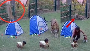 Viral animal videos, leopard attack video
