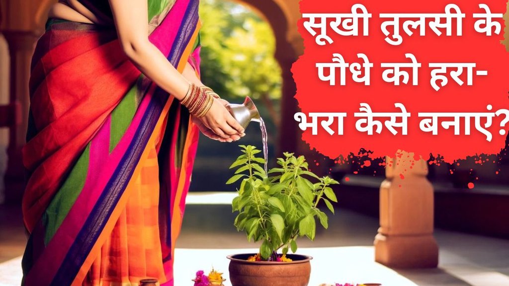 tulsi ke paudhe ko hara bhara kaise rakhen | sukhi tulsi ko hara bhara kaise karen |murjhai hui tulsi ko kaise theek karen