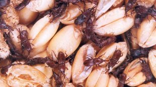 wheat insects, prevent wheat from insects, stored wheat insect pests, insect pests of stored wheat, insects