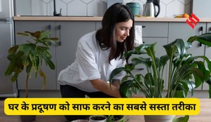 Indoor Plants to Clean Air Pollution