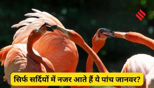 Animals seen only in winter