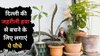 Delhi Pollution से बचने के लिए घर में लगाएं ये 4 पौधे, Air purifying की तरह करते हैं काम