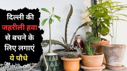 Delhi Pollution से बचने के लिए घर में लगाएं ये 4 पौधे, Air purifying की तरह करते हैं काम