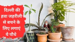 Delhi Pollution से बचने के लिए घर में लगाएं ये 4 पौधे, Air purifying की तरह करते हैं काम