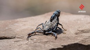 Amazing Scorpion That Can Survive 6 Days Without Oxygen