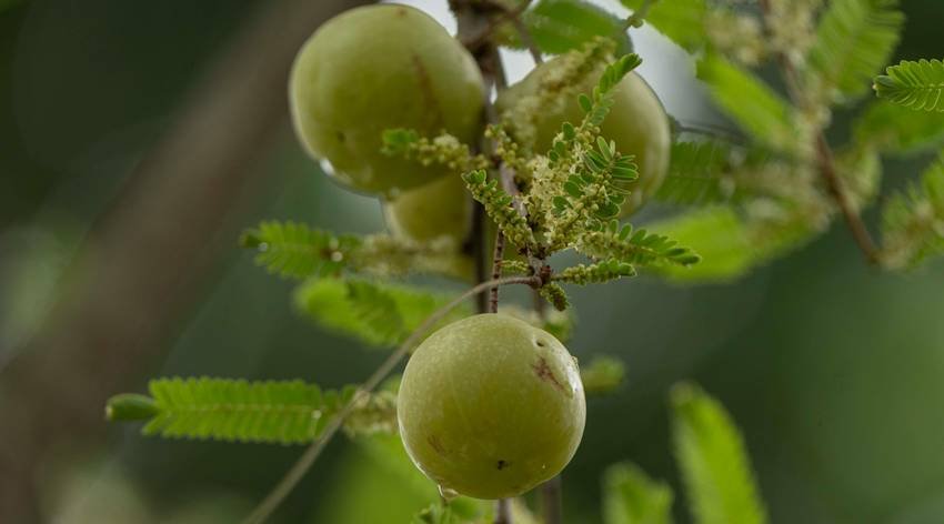 Nutritional benefits of amla