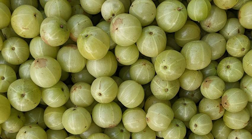 Why amla is better than avocado