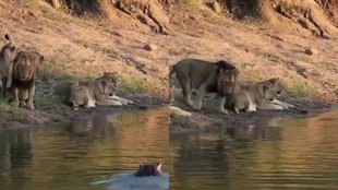 hippo vs lion viral video, hippopotamus emerges from water, lion family runs away