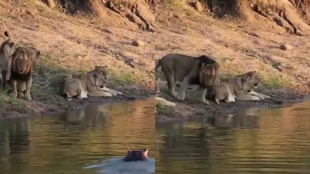 hippo vs lion viral video, hippopotamus emerges from water, lion family runs away