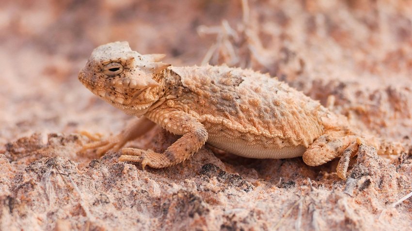 Animal defense mechanisms