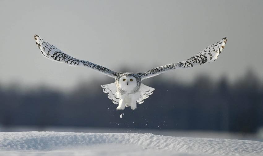 winter wildlife sightings