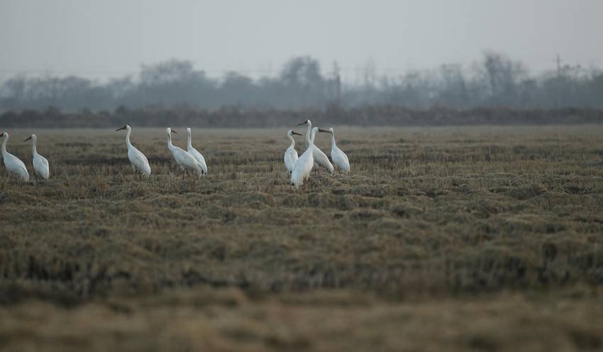 snowy owl winter sightings