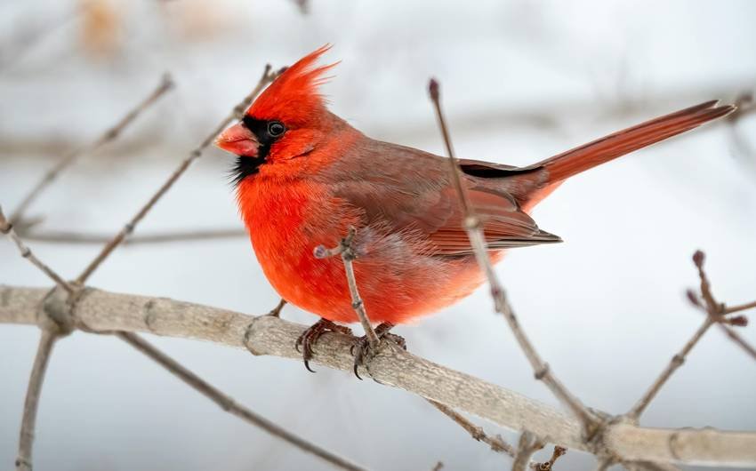 animals seen only in winter