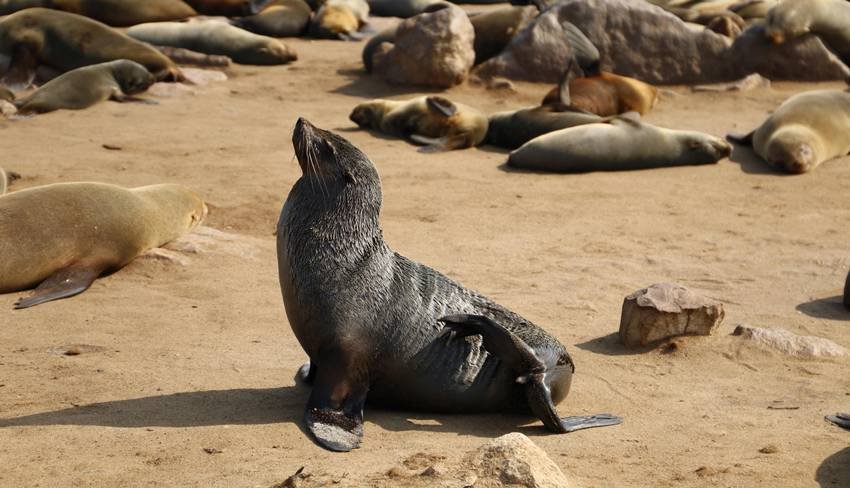 beautiful animals in winter