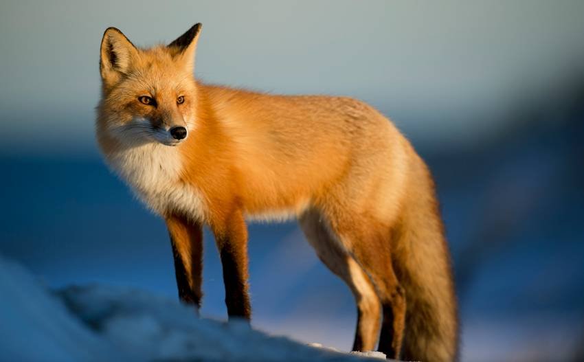  arctic fox winter coat
