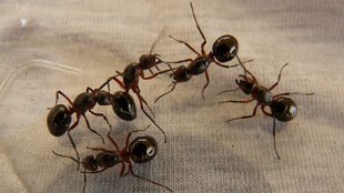 Telangana suicide case, fear of ants, mental health awareness India