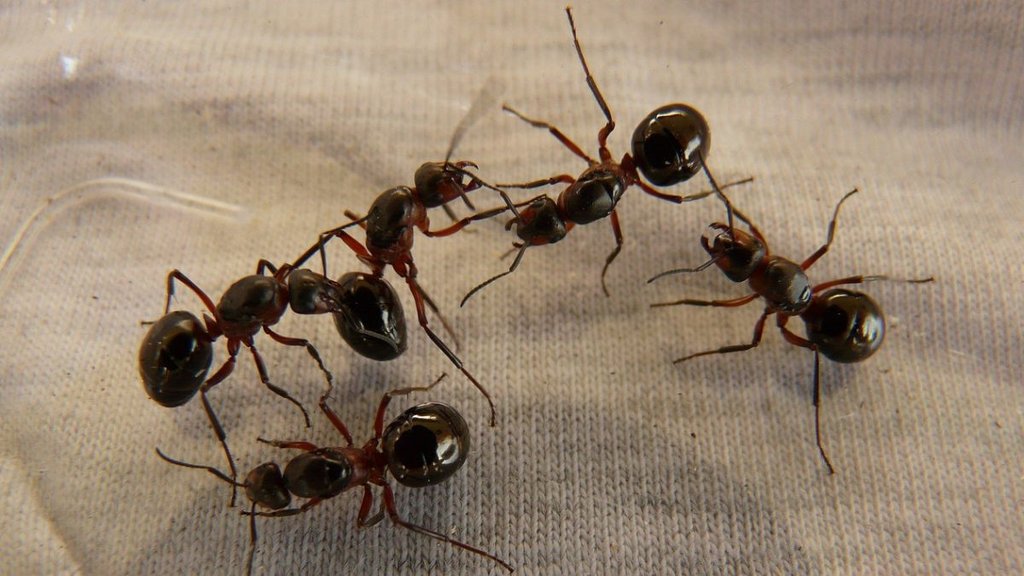 Telangana suicide case, fear of ants, mental health awareness India