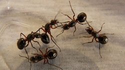 चींटियों के डर से महिला ने लगा ली फांसी, काम पर गया था पति, तीन साल पहले ही हुई थी शादी