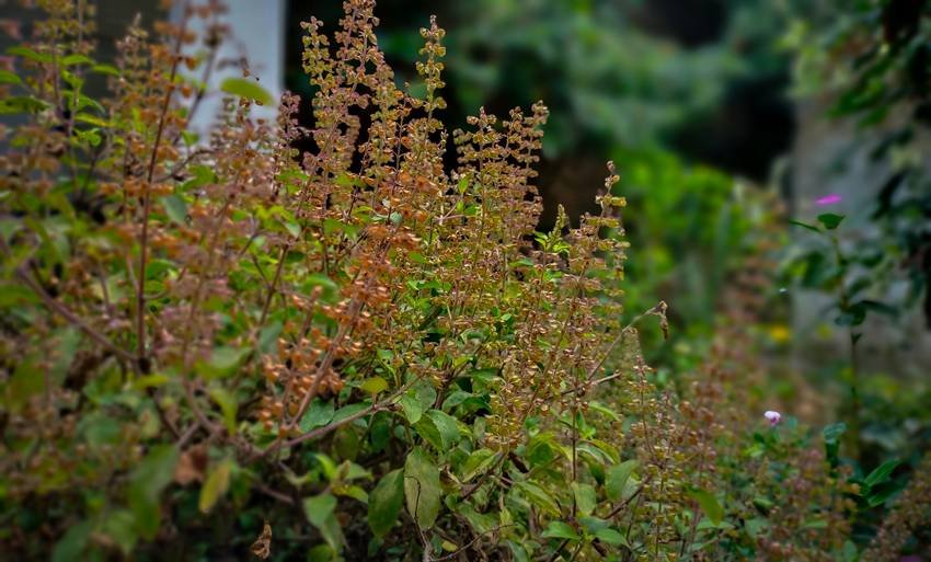 Natural lung detox remedy