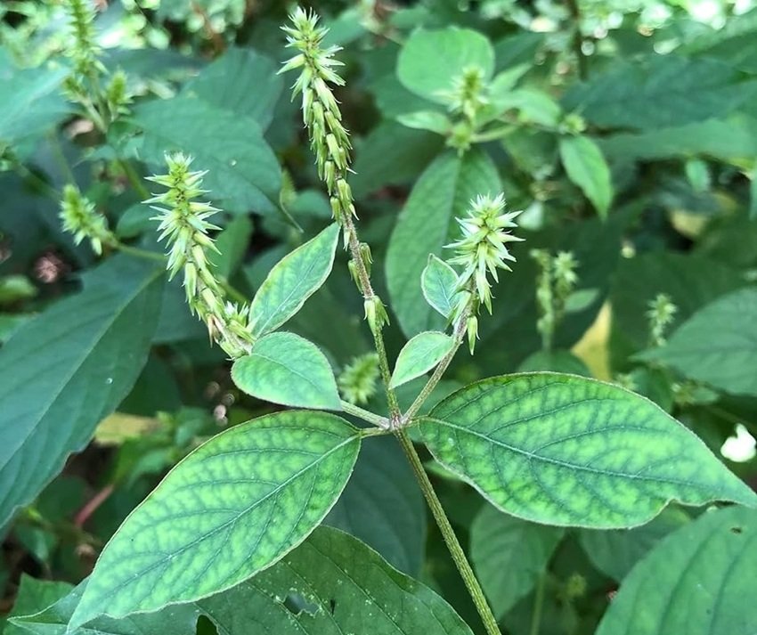 Ayurvedic remedy for pyorrhea