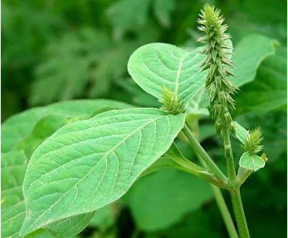 Baba Ramdev oral care tips