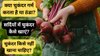 चुकंदर गर्म है या ठंडा? सर्दियों में किन लोगों को इसके सेवन में सावधानी रखनी चाहिए