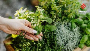 Best Herbs to Grow Inside Your Home