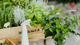 Boost Immunity and Energy with These 5 Super Green Leaves