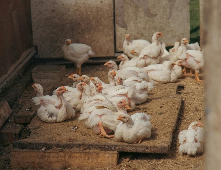 Brown eggs vs white eggs taste