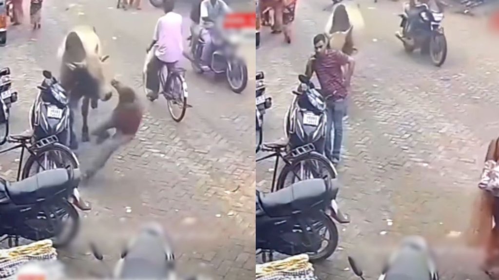 Bull Attack Viral Video, Viral Video, Shocking Viral Video Bull Attack Viral Video, Viral Video, Shocking Viral Video