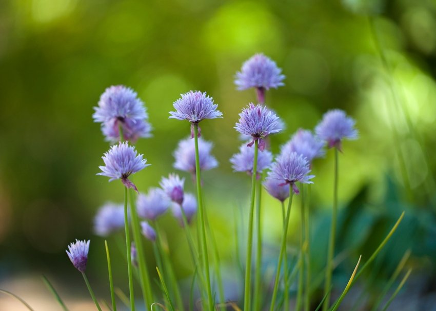 Chives