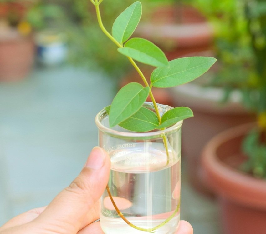 Cinnamon plant growing guide