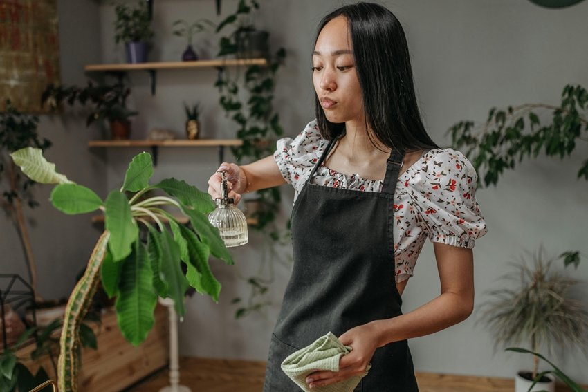 Cinnamon plant watering tips