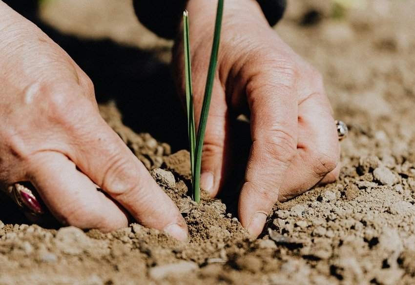 Cinnamon seeds planting