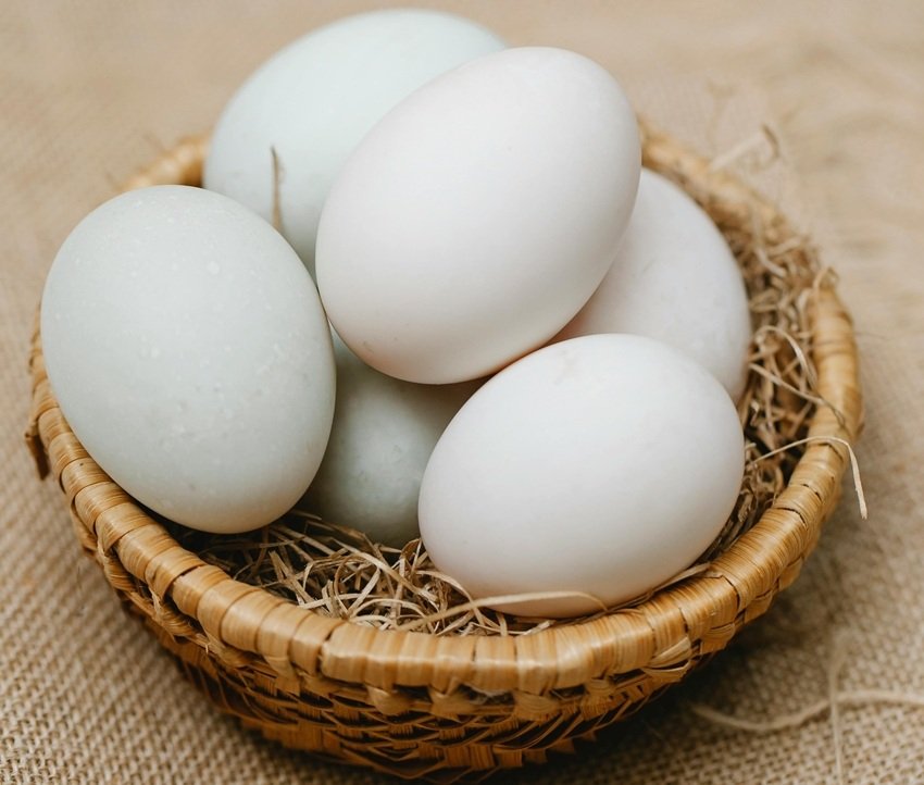 Do brown eggs have more protein