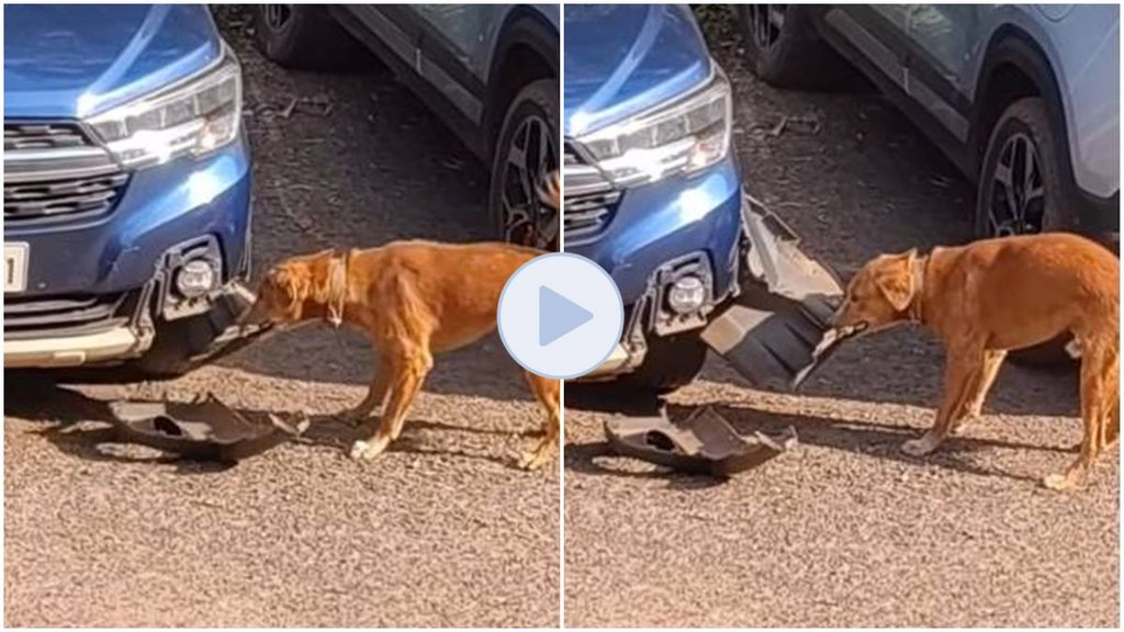 Dog video viral, goa video viral, dog viral video, dog damage car, trending video viral,