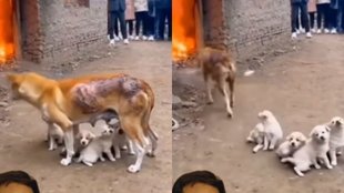 Dog Emotional Viral Video, Emotional Viral Video, Viral Video