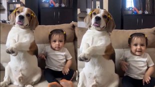 Dog Viral Video, Viral Video, Trending Video