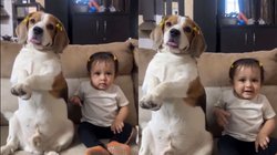 बिटिया को तैयार कर रही थी महिला, तभी आ गया पालतू डॉगी और फिर जो किया, Viral Video देख यूजर्स बोले – कितने प्यारे हैं दोनों